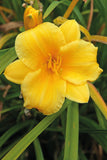 Daylily