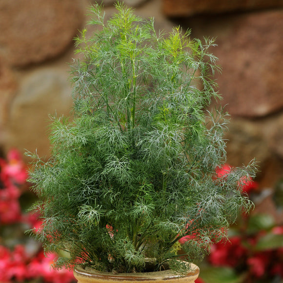 Fernleaf Dill