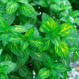 Mint (Multiple Varieties)