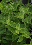 Mint (Multiple Varieties)