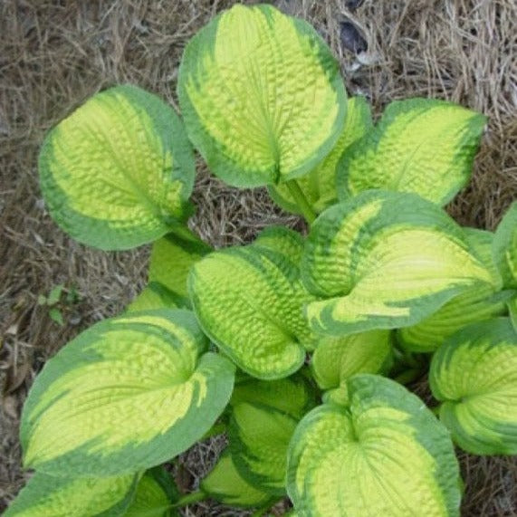 Hosta