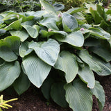 Hosta