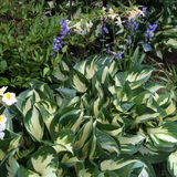 Hosta