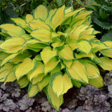 Hosta