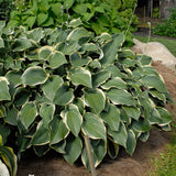 Hosta