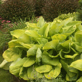 Hosta