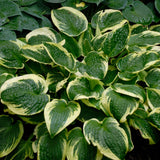 Hosta