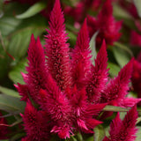 Celosia