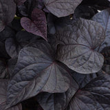 Sweet Potato vine