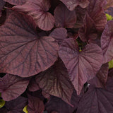 Sweet Potato vine