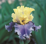 Bearded Iris
