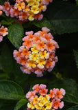 Lantana