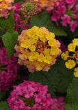 Lantana
