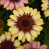 African Daisy