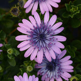 African Daisy