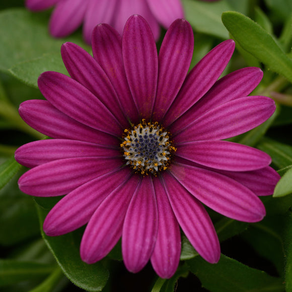 African Daisy