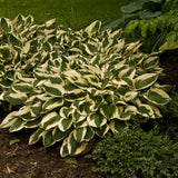 Hosta