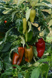 Pepper - Sweet