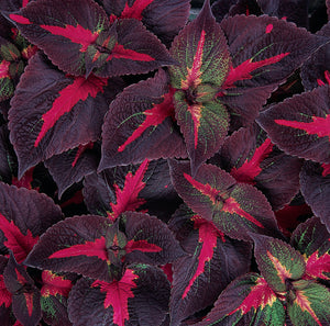 Magilla Purple Perilla