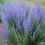 Russian Sage