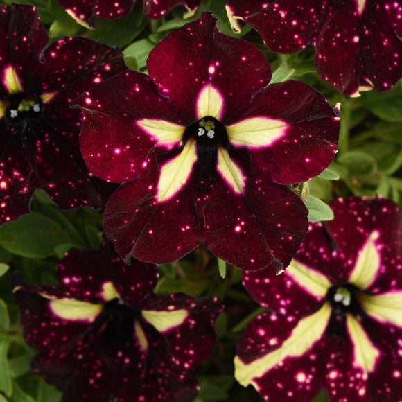 Petunia