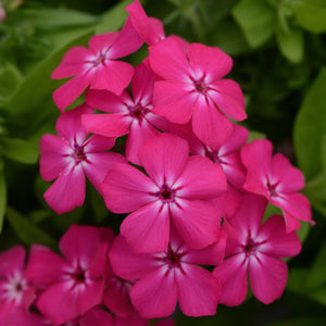 Gisele Phlox - Hot Pink