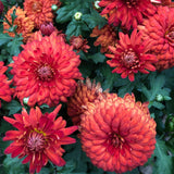 Garden Mum