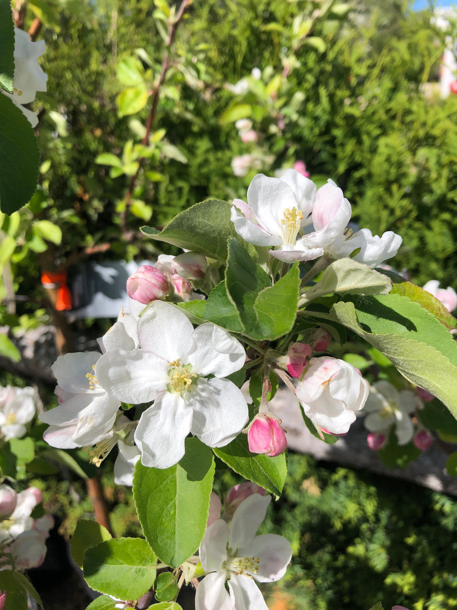 Apple - Kerr – Meadows Way Garden Center