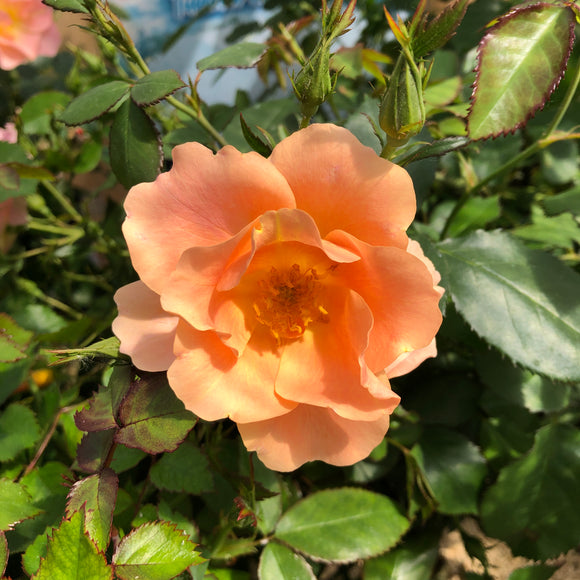 Chinook Roses Rose - Chinook Sunrise – Meadows Way Garden Center
