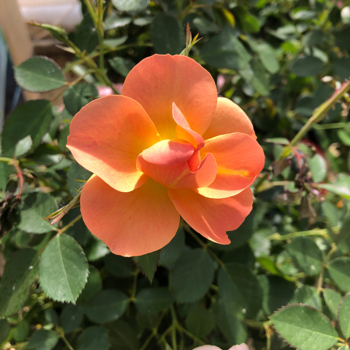 Chinook Roses Rose - Chinook Sunrise – Meadows Way Garden Center