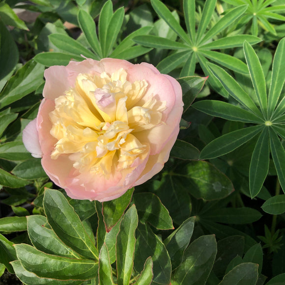 Garden Peony