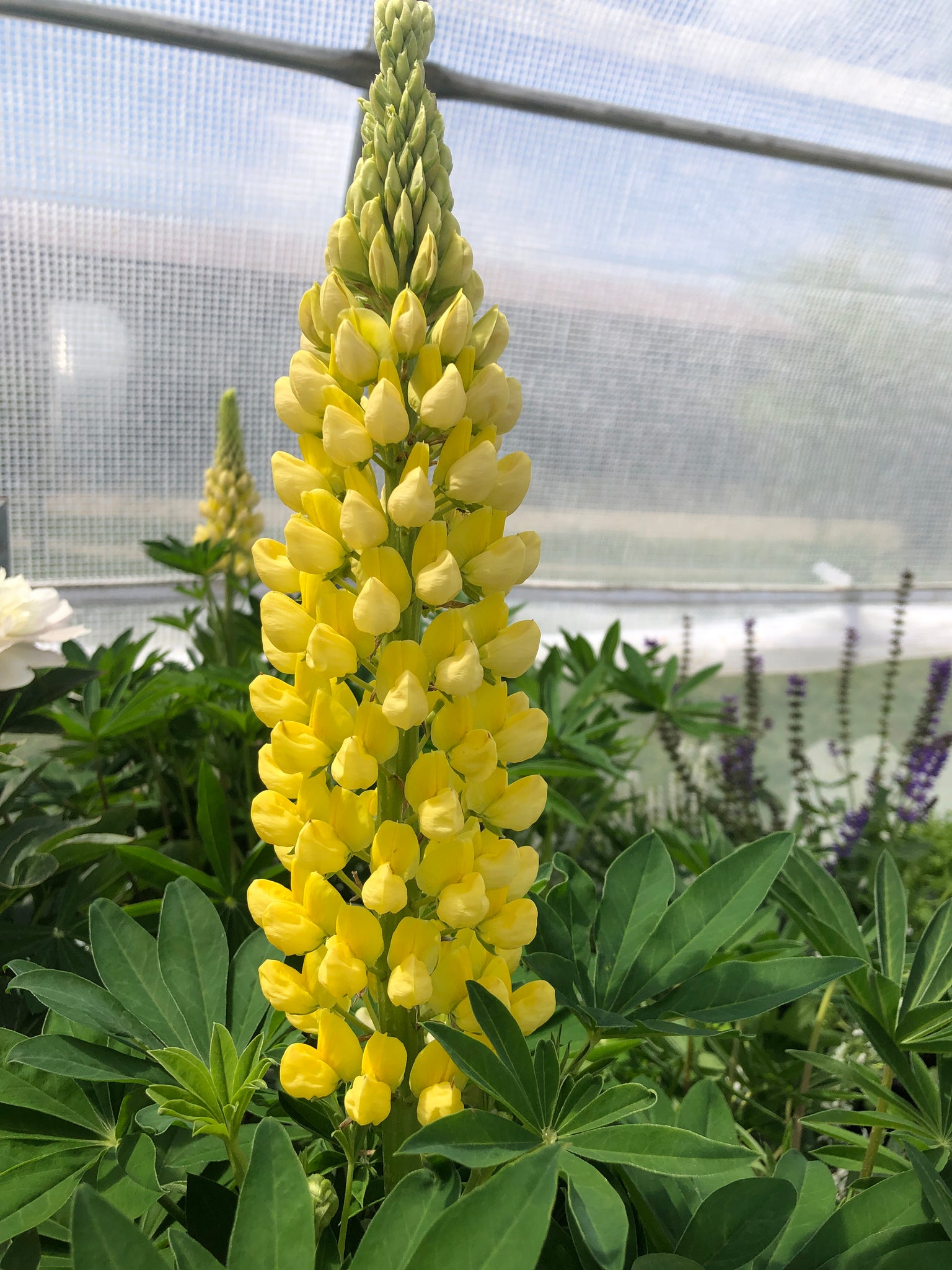Lupine