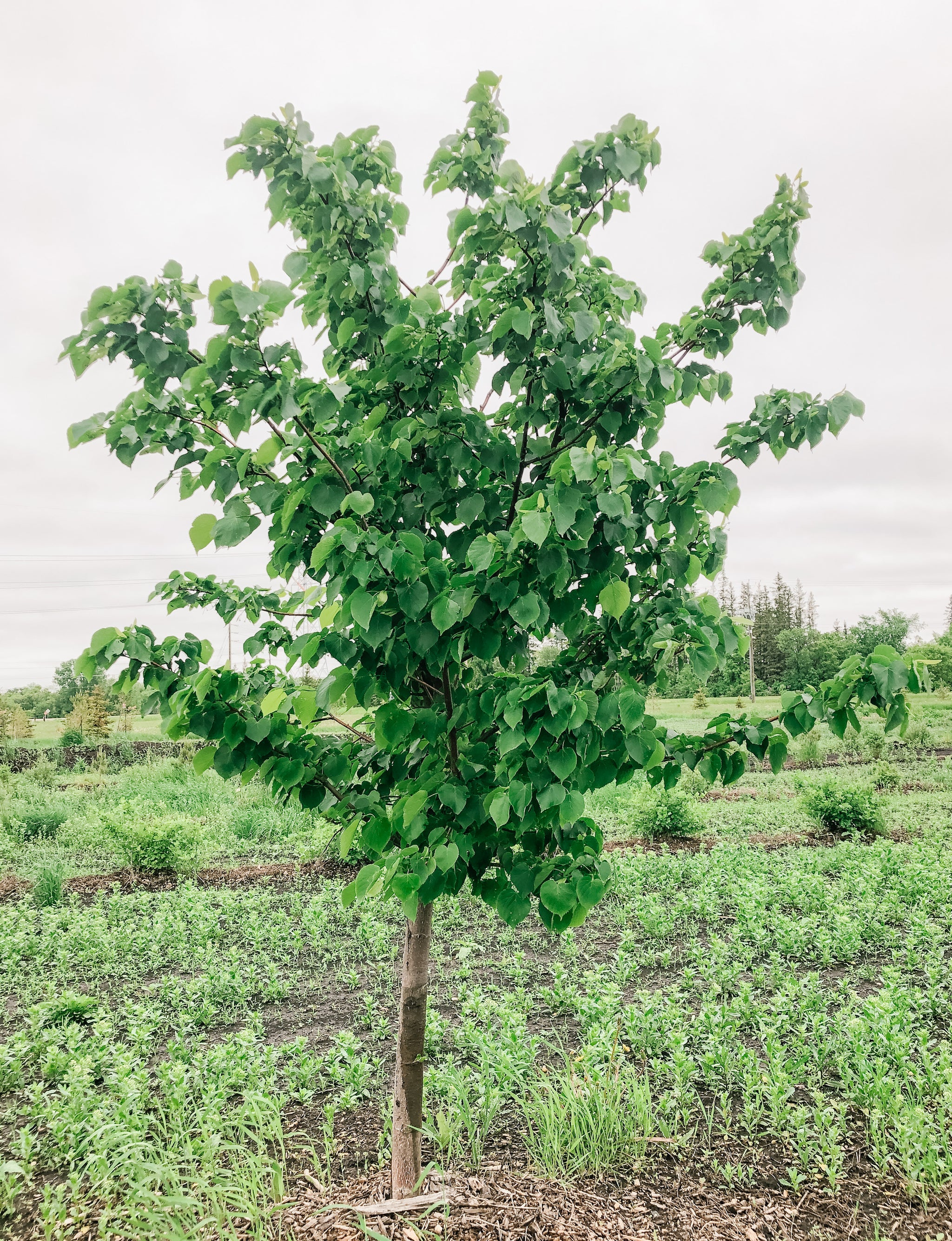 Trees – Page 2 – Meadows Way Garden Center