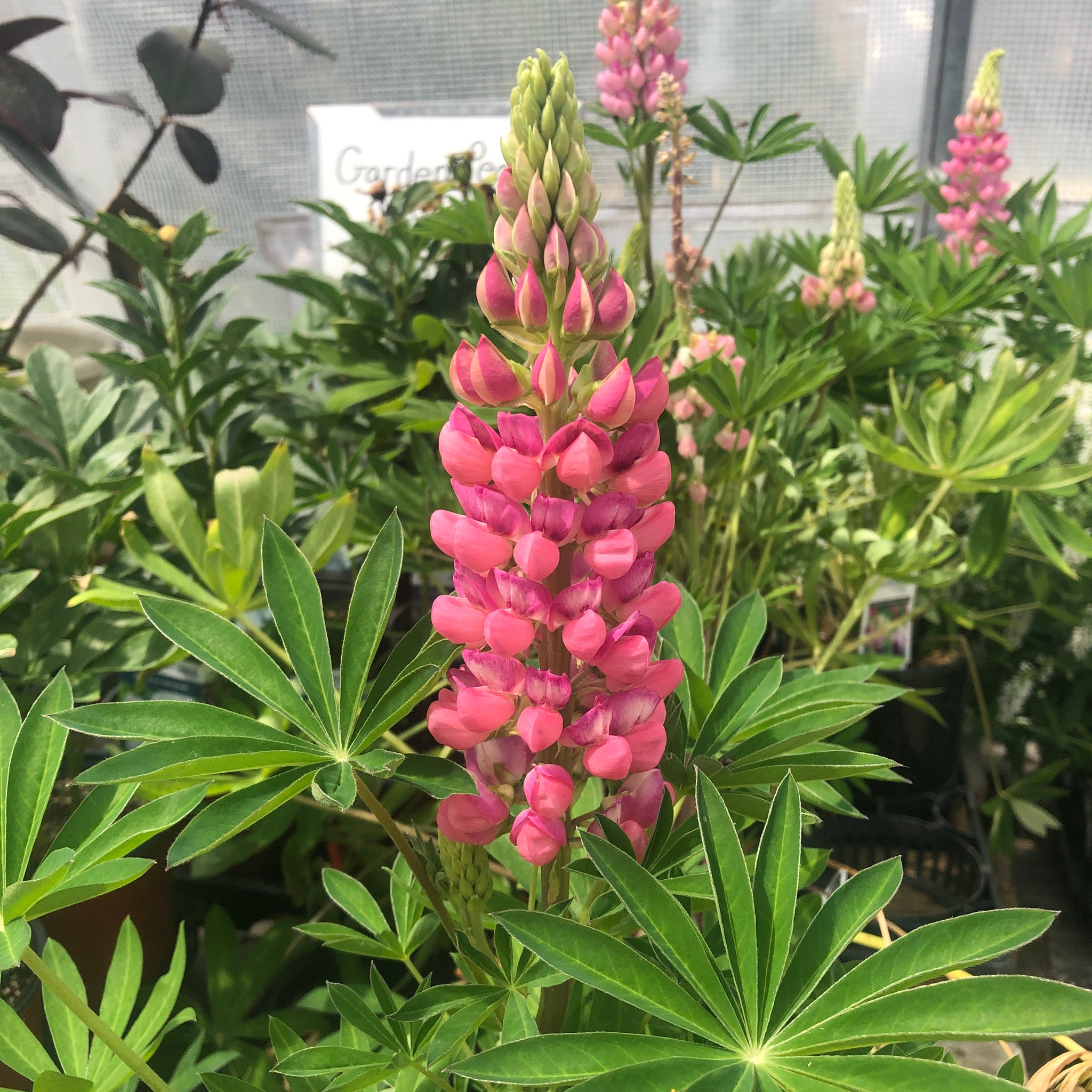 Lupine