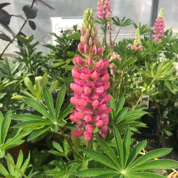 Lupine