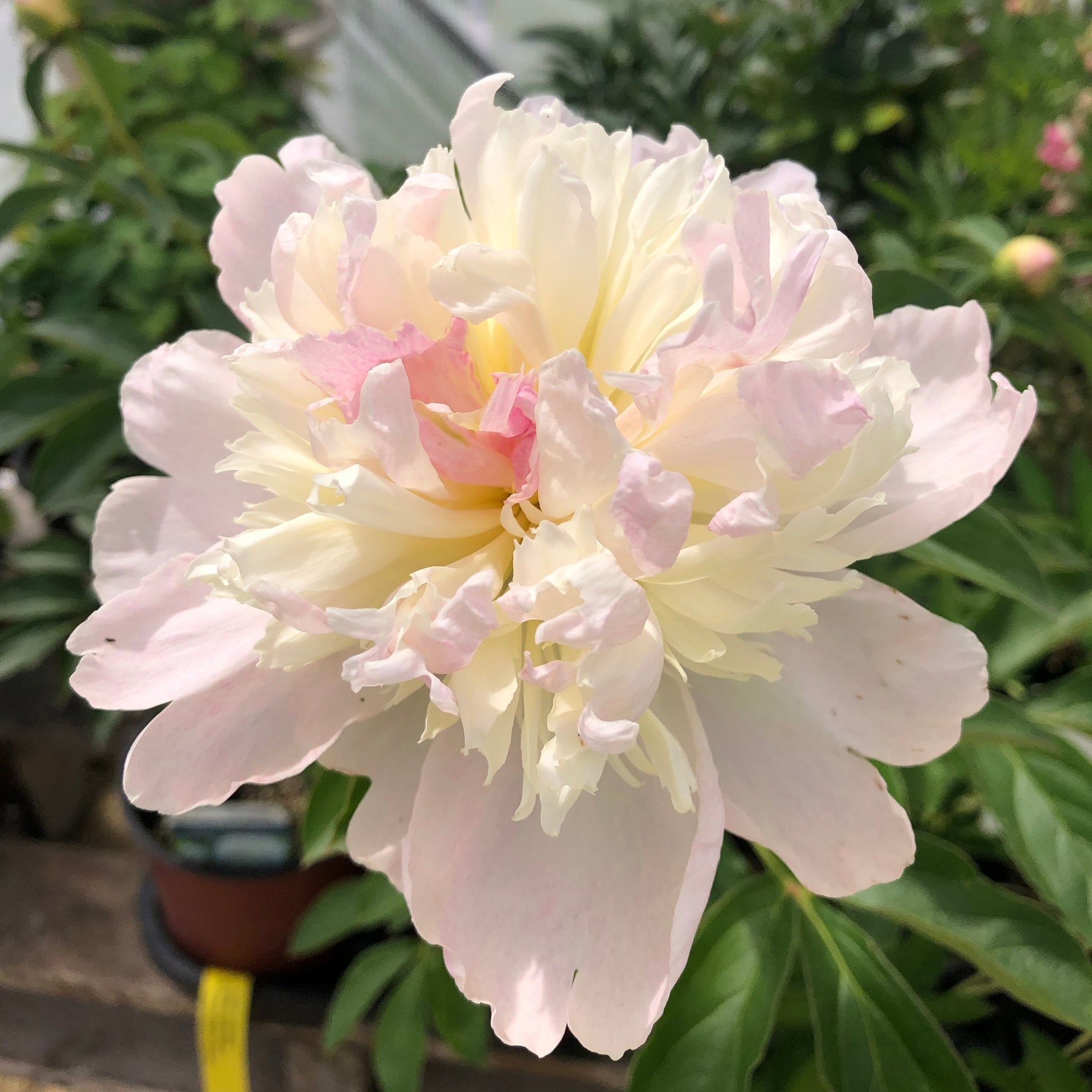 Garden Peony