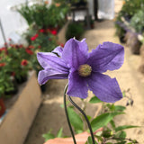 Clematis
