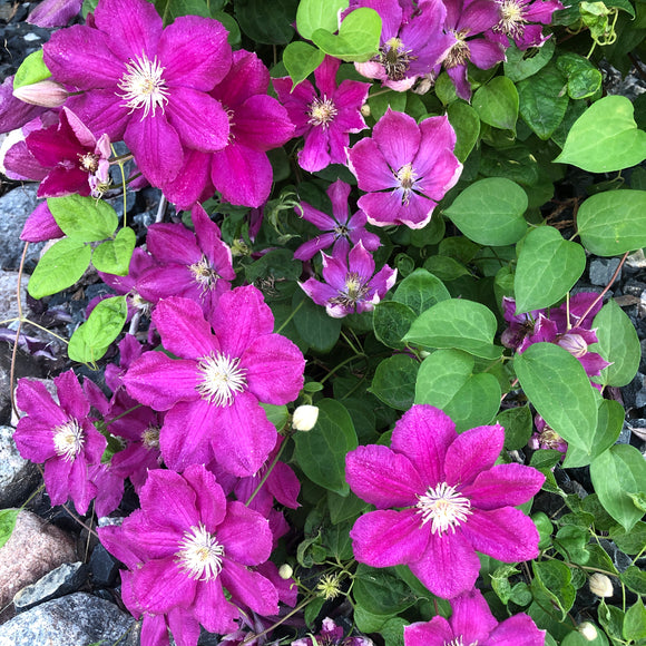 Clematis