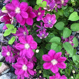 Clematis