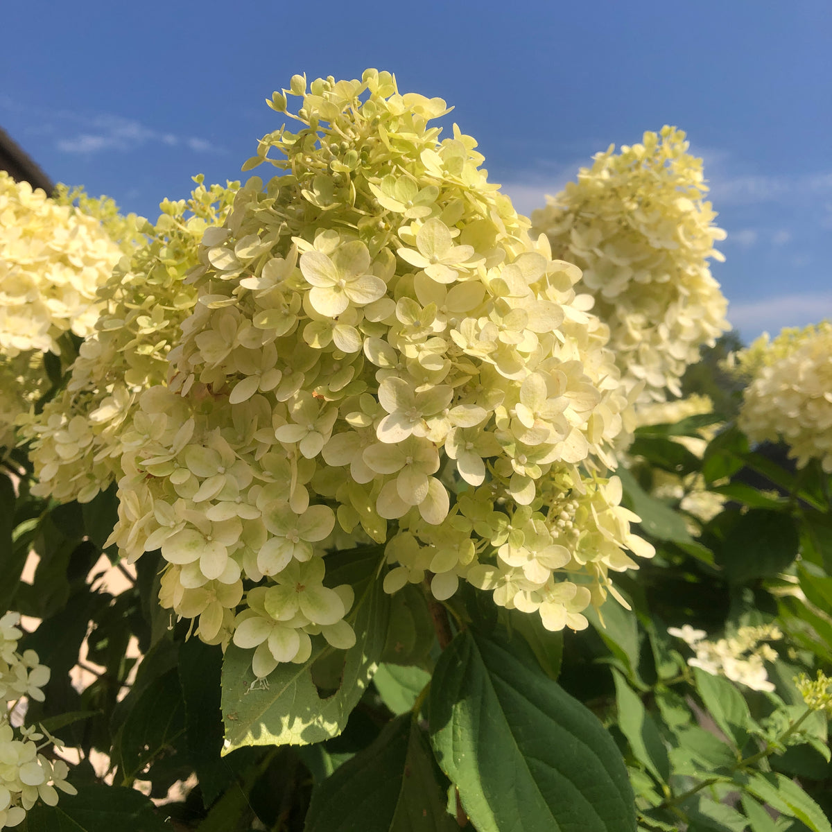 Hydrangea - Limelight Prime – Meadows Way Garden Center