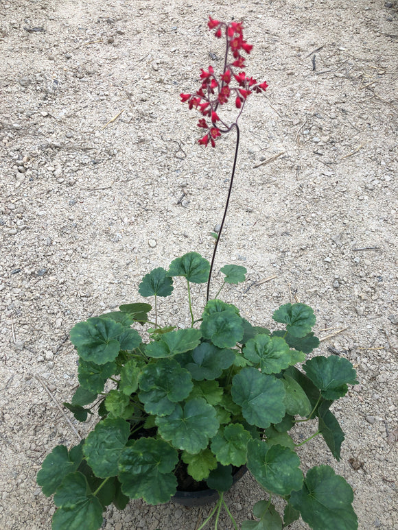 Coral Bells