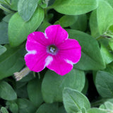 Petunia