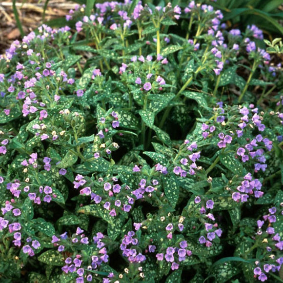 Lungwort
