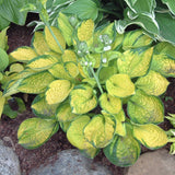 Hosta