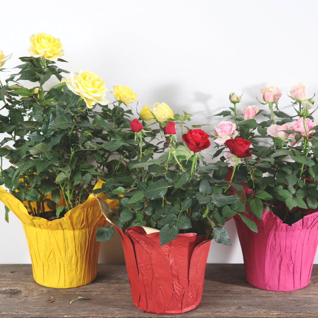 Rose - Miniature – Meadows Way Garden Center