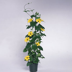 Thunbergia - Sunny Lemon Star