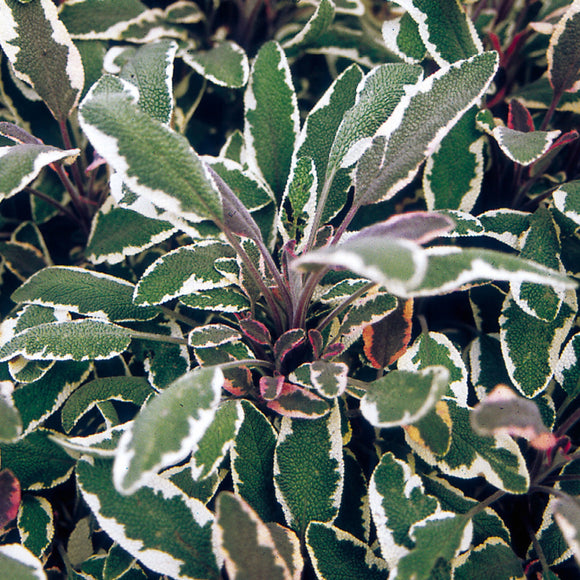 Sage - Herb