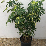 Umbrella Plant