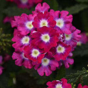 Verbena
