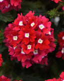 Verbena